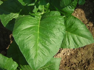 1280px-Kenbano_tobacco_leaf