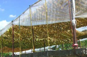 Drying-tobacco-leaves