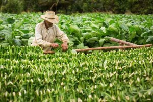 Tobacco farmers collect tobacco leaves