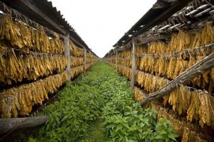 Tobacco leaves drying