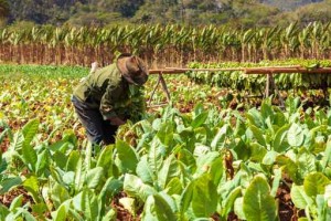 Tobacco plantation